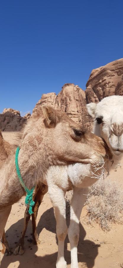 Hotel Sunrise Camp Wadi Rum Esterno foto